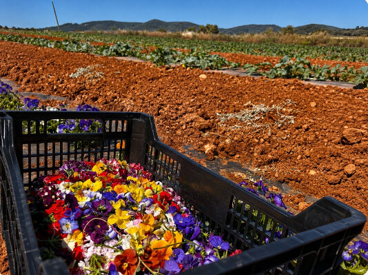 Del campo a la cocina, sin prisa