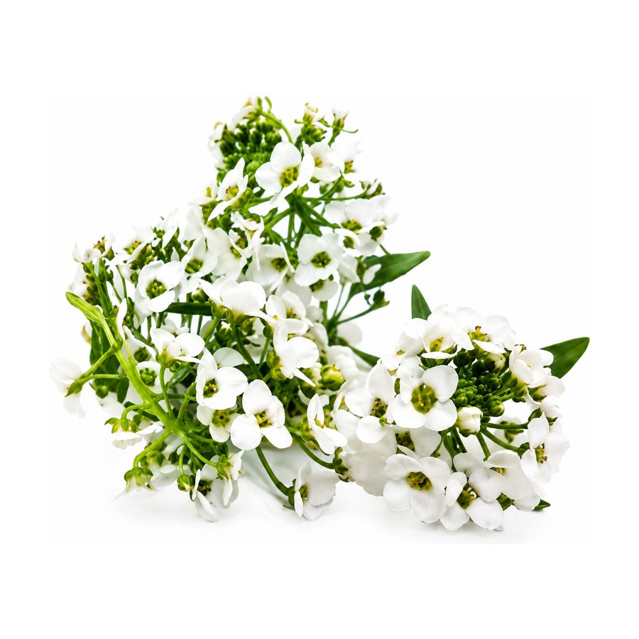 Allysum blanco cultivado en Ibiza Púnica