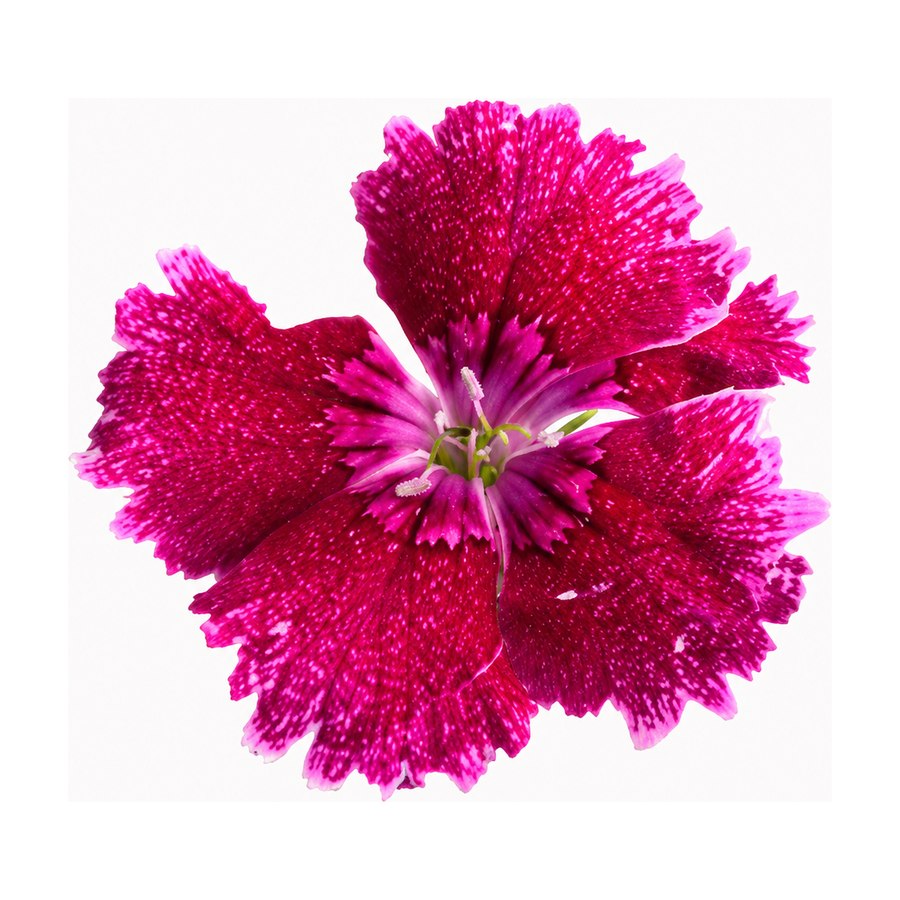 Clavel comestible cultivado en Ibiza Púnica