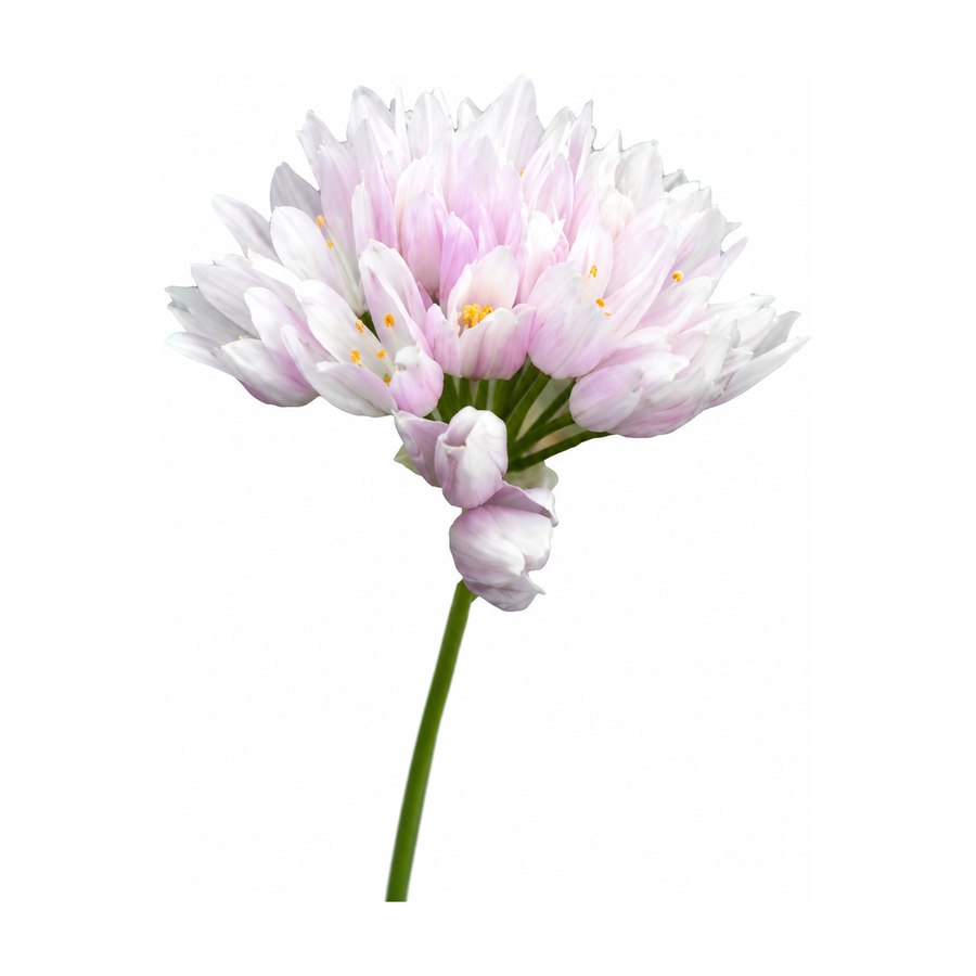 Flor de ajo cultivada en Ibiza Púnica