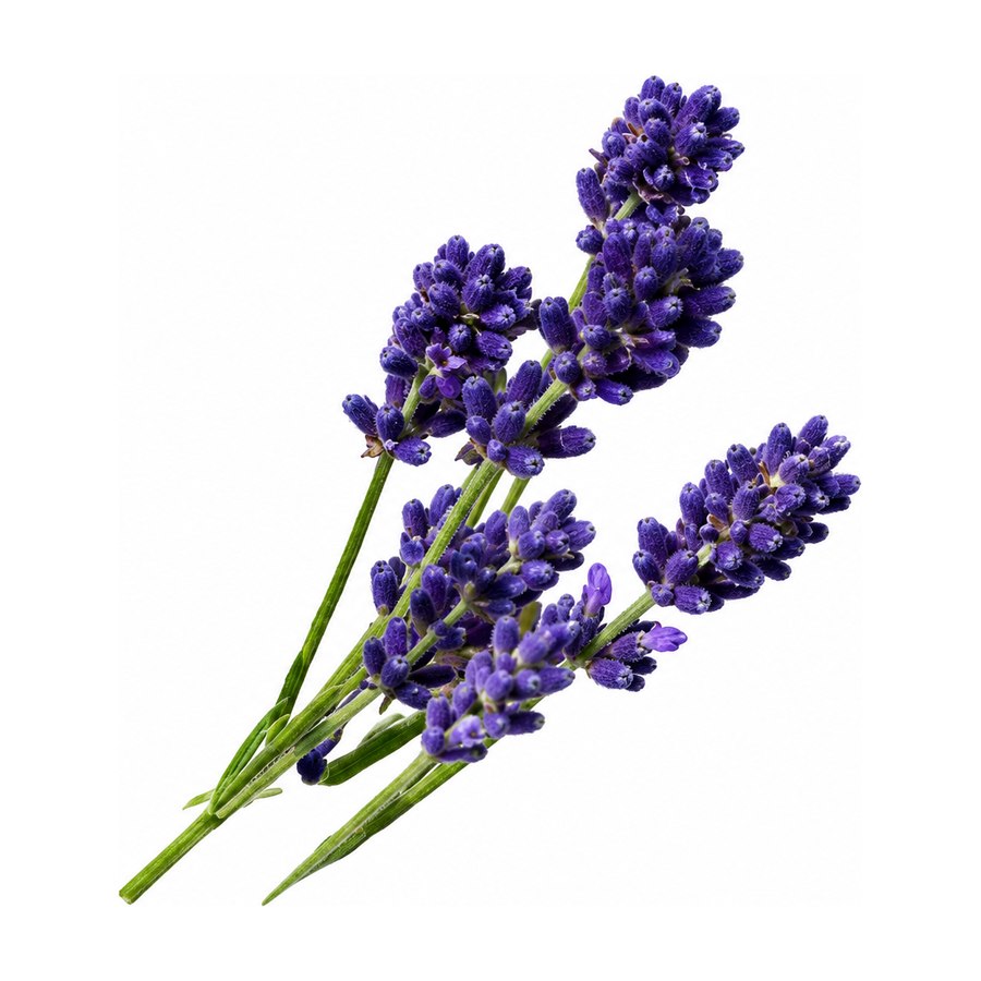 Lavanda comestible cultivada en Ibiza Púnica