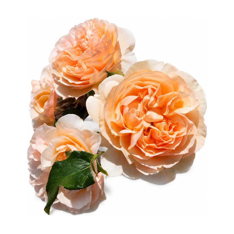 Rosa «Mystic» cultivada en Ibiza Púnica